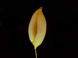 P1020860